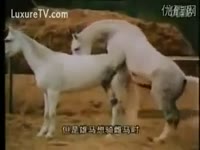 Zoo Sex DVD - Horse is seriously insane about his girlfriend